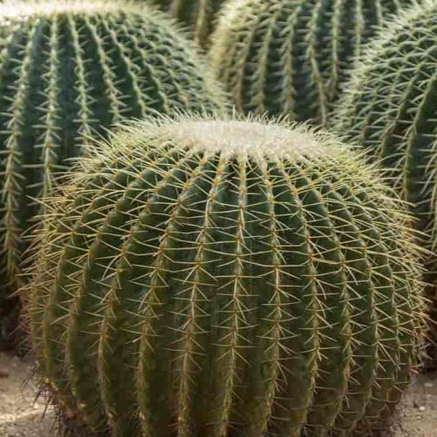 Golden Barrel Cactus Seeds