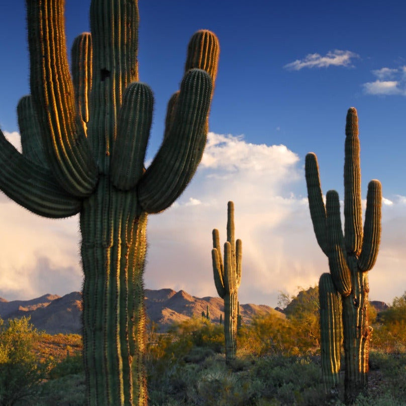 Giant Saguaro Cactus Seeds