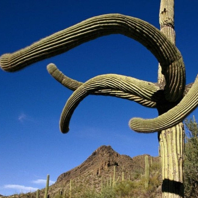 Giant Saguaro Cactus Seeds