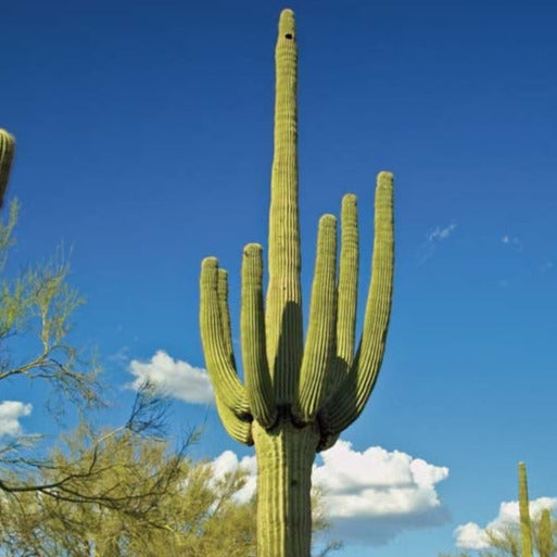 Giant Saguaro Cactus Seeds