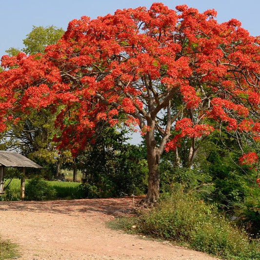 Royal Poinciana Tree Seeds