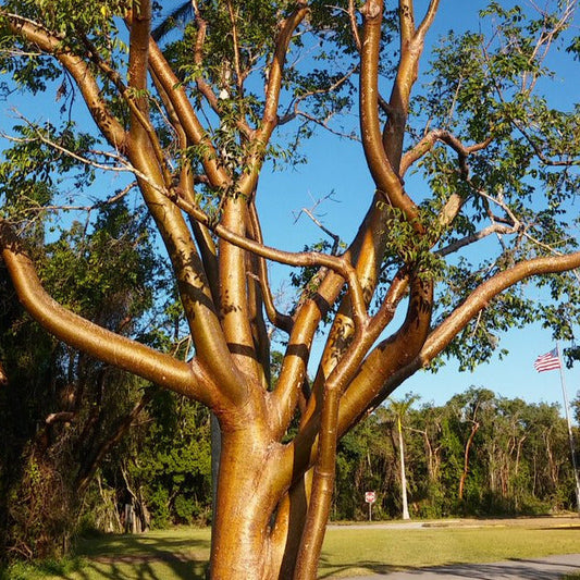 Gumbo Limbo Tree Seeds