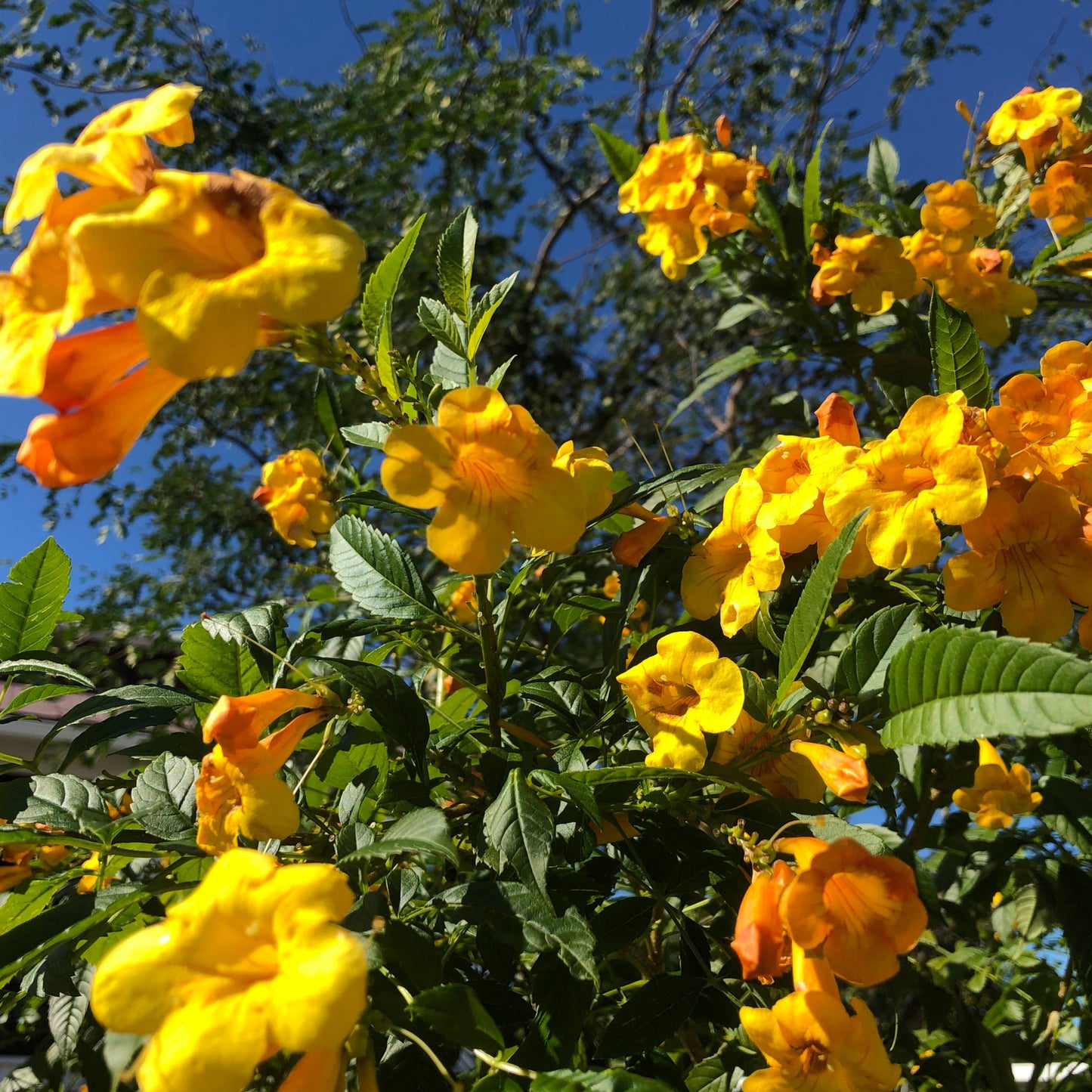 Yellow Elder Trumpet Bush Seeds