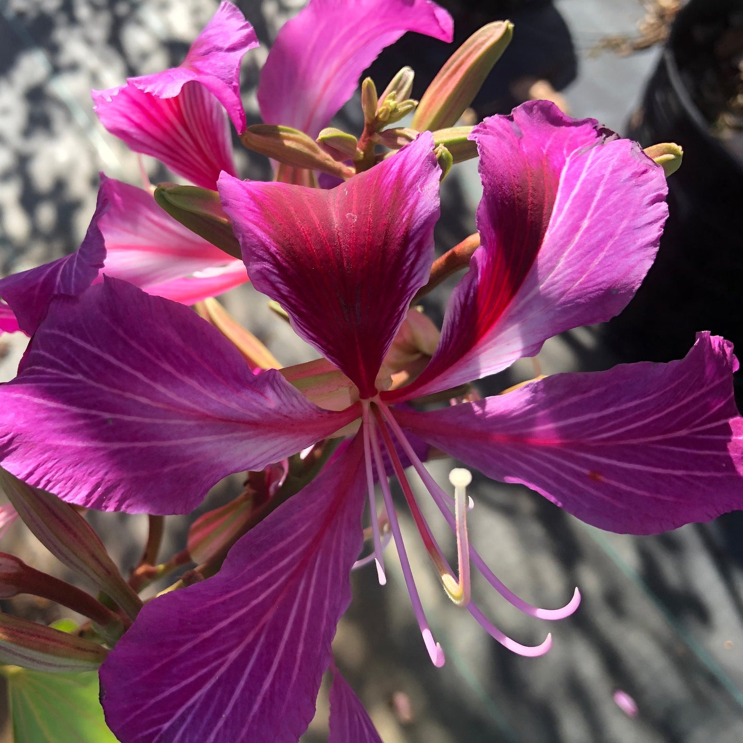 Hong Kong Orchid Tree Seeds