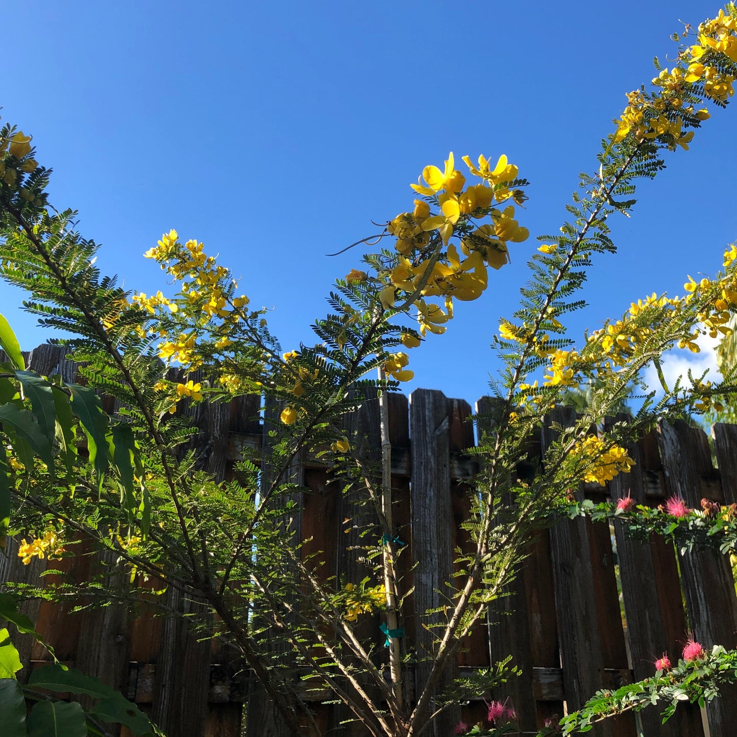 Golden Cassia Tree Seeds
