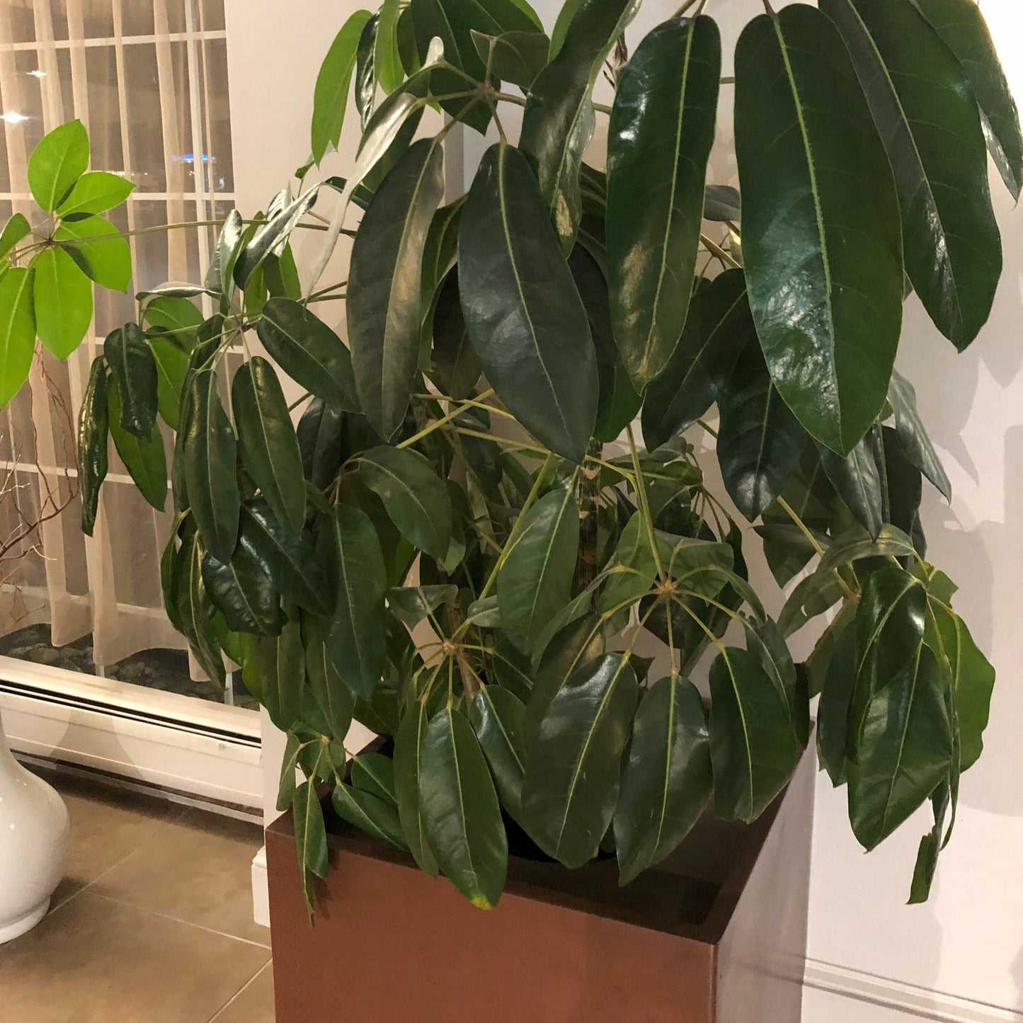 Umbrella Tree Seeds