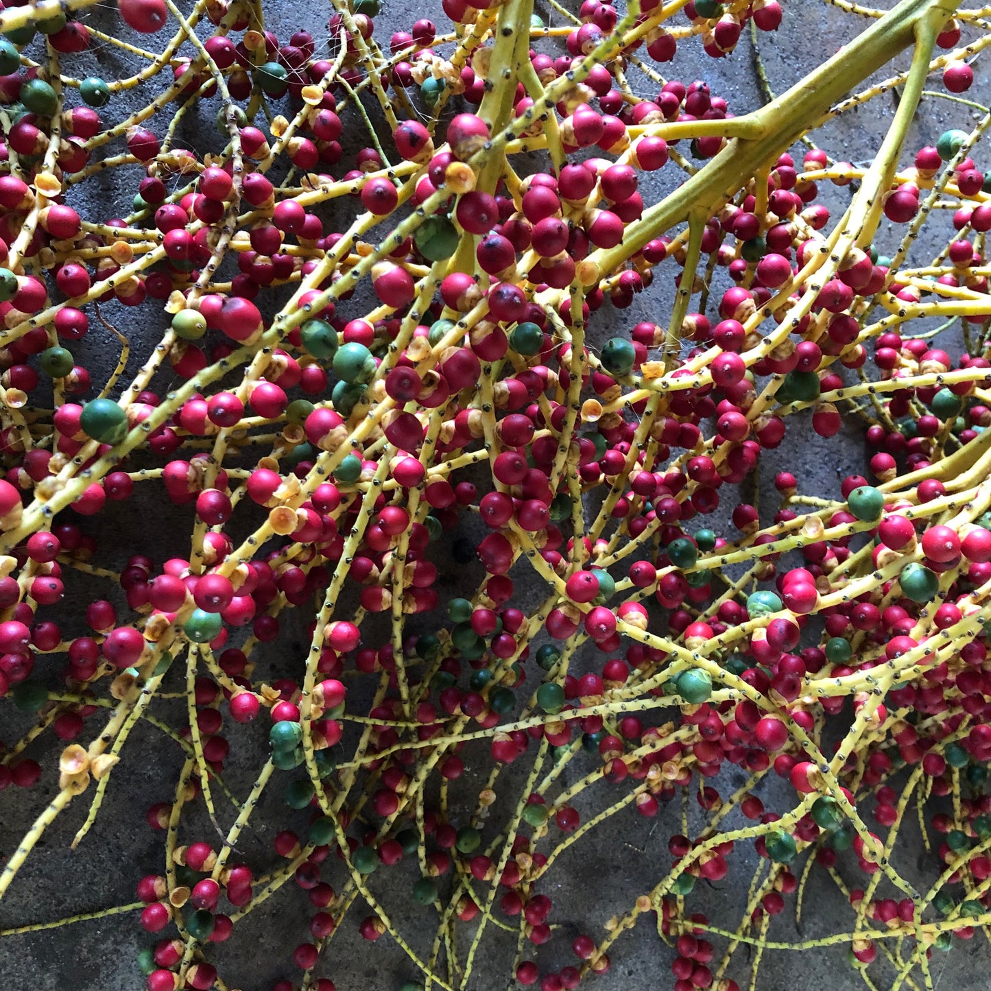 Alexander Palm Tree Seeds