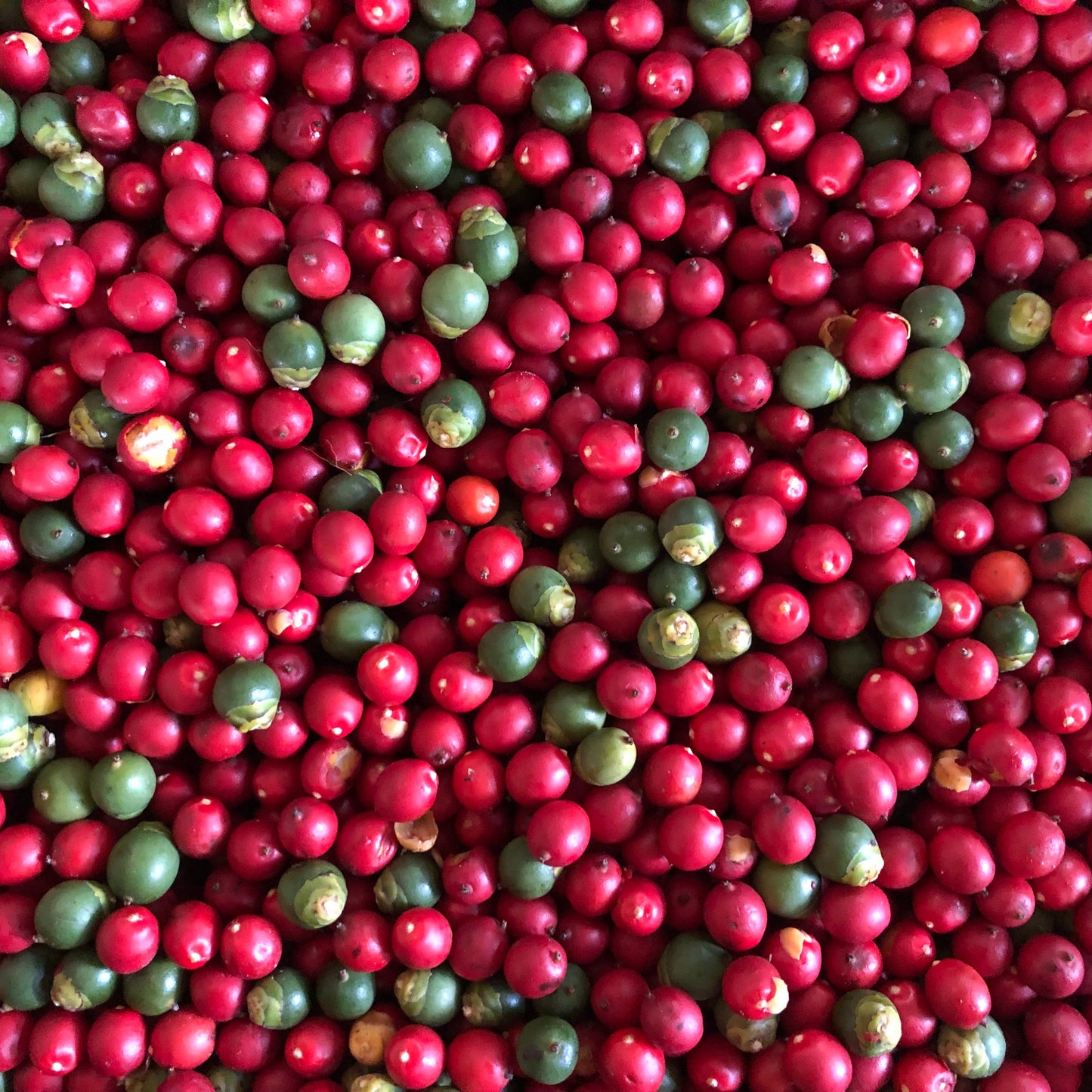 Alexander Palm Tree Seeds