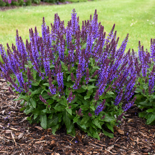 Blue Salvia Sage Plant Seeds