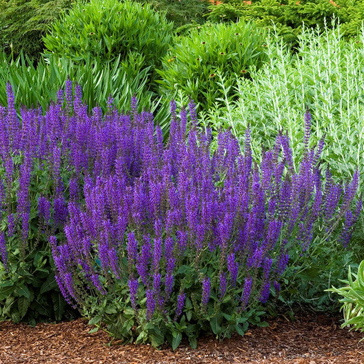 Blue Salvia Sage Plant Seeds