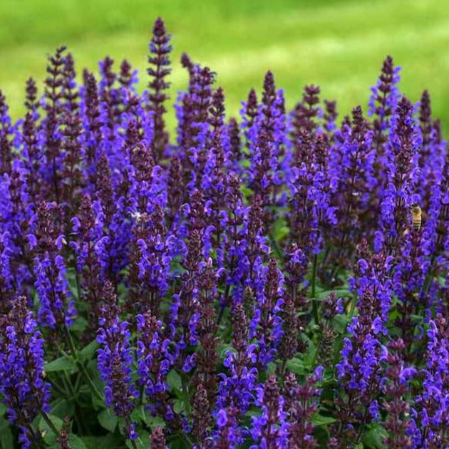 Blue Salvia Sage Plant Seeds