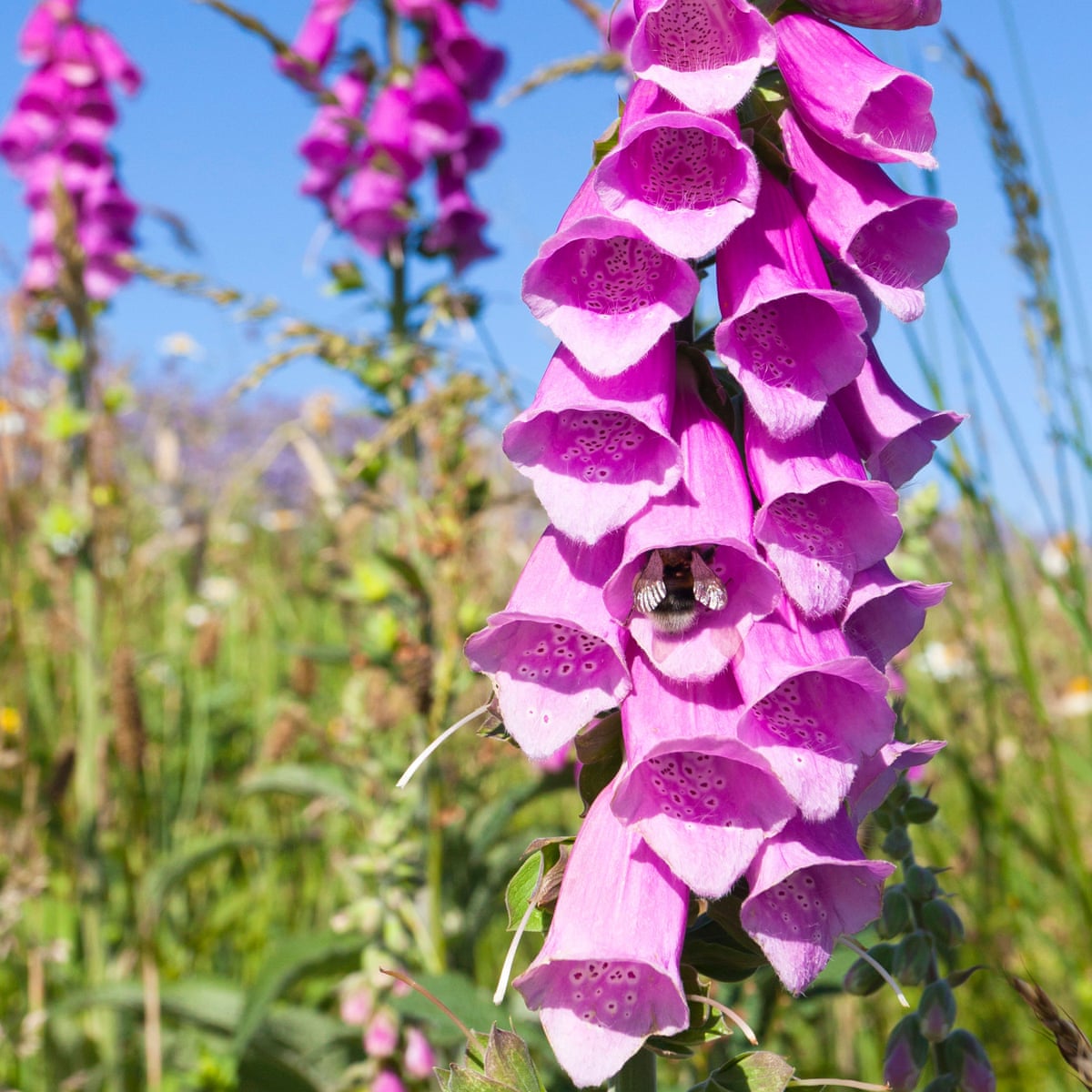 Foxglove Flower Seeds