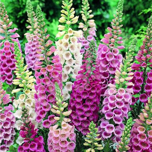Foxglove Flower Seeds