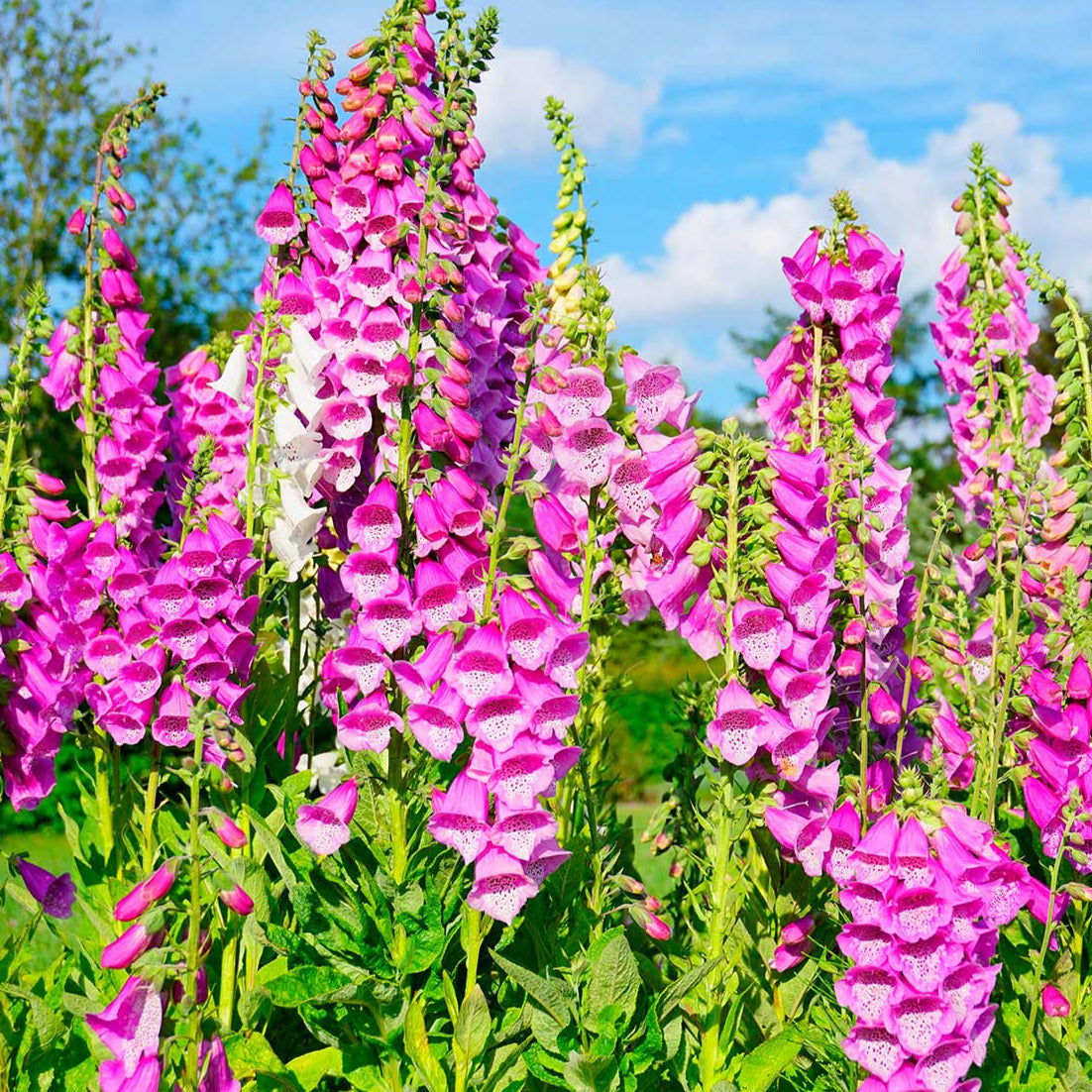 Foxglove Flower Seeds