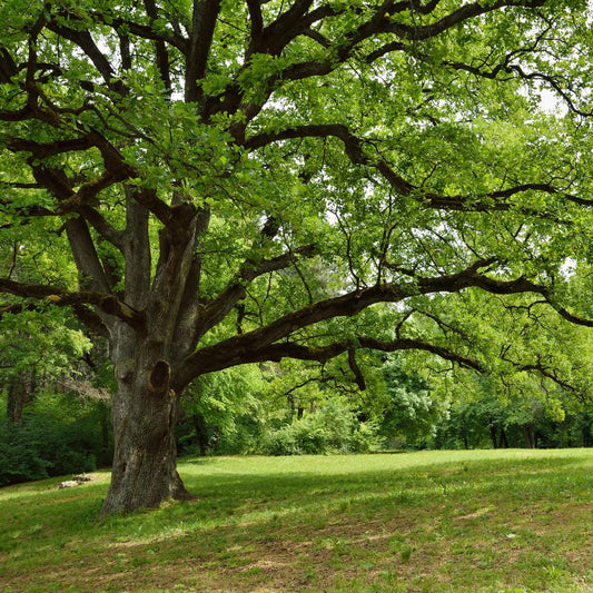 Live Oak Tree Seeds