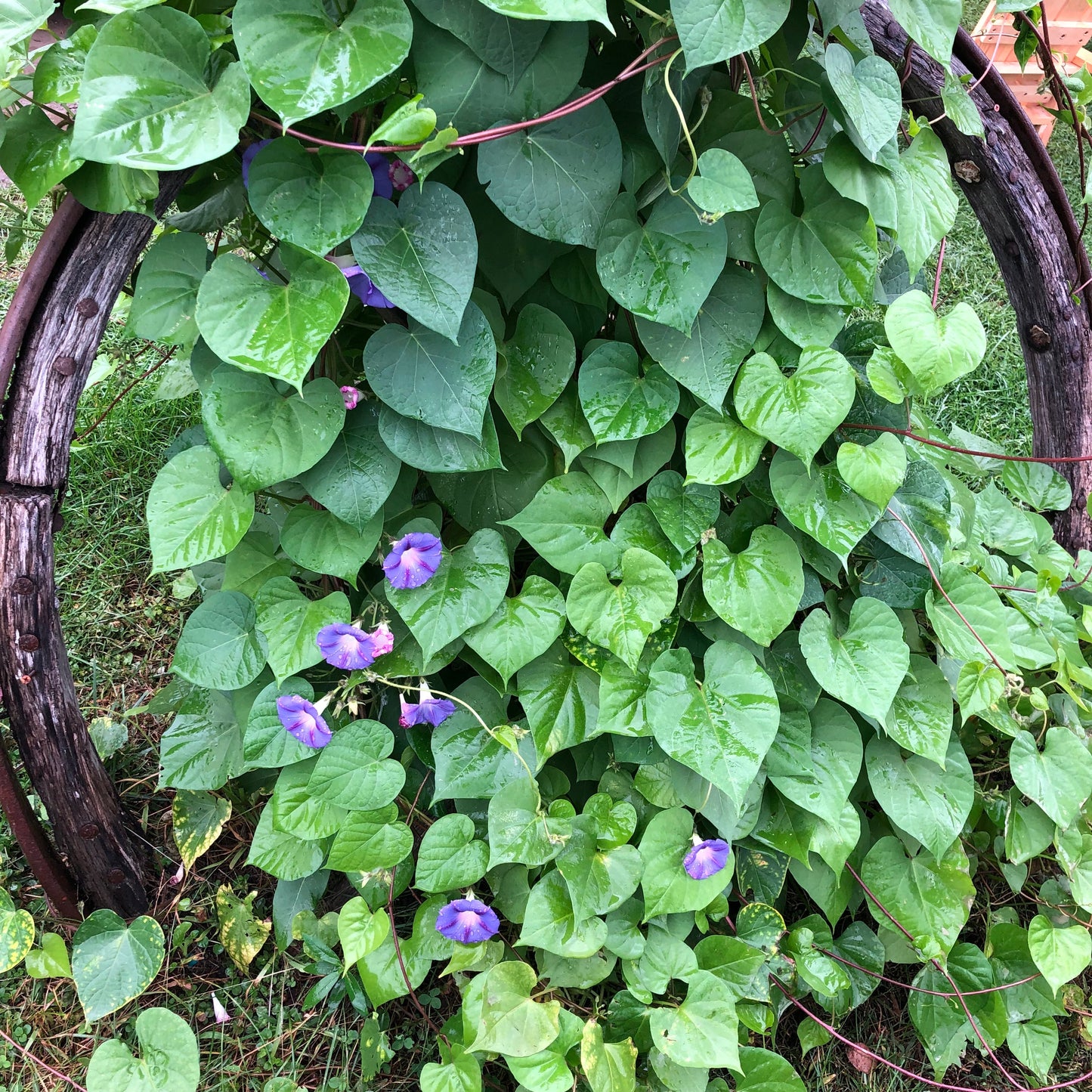 Purple "Grandpa Ott" Morning Glory Plant Seeds