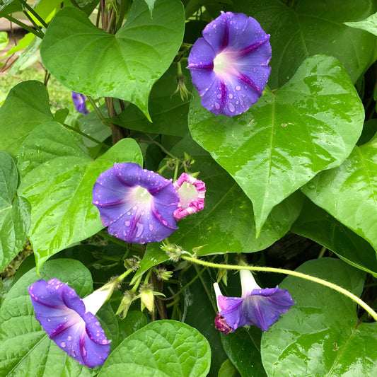 Purple "Grandpa Ott" Morning Glory Plant Seeds