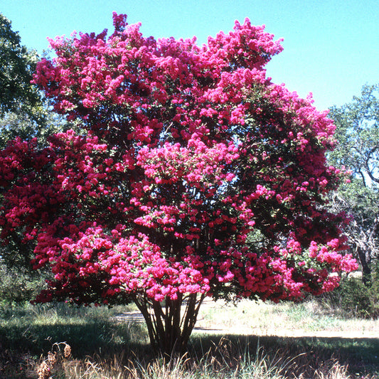 Crepe Myrtle Tree Seeds (Pink)