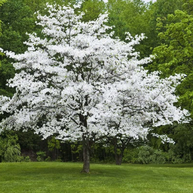 White Flowering Dogwood Tree Seeds