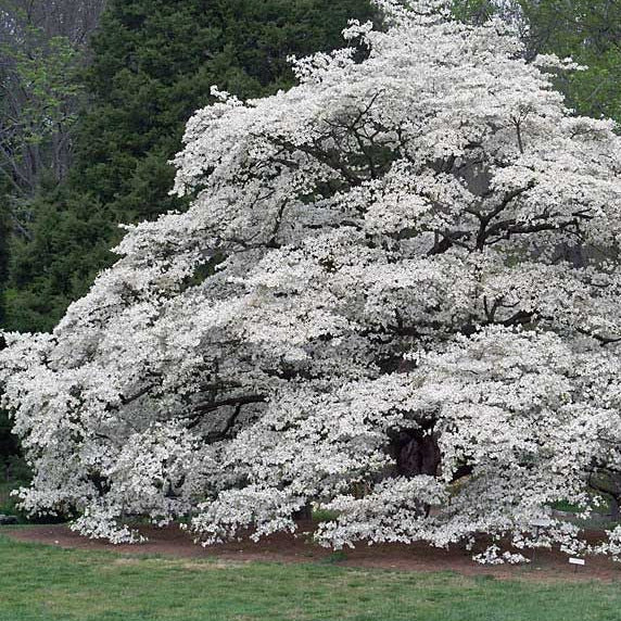 White Flowering Dogwood Tree Seeds