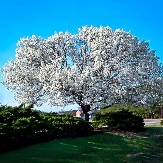White Flowering Dogwood Tree Seeds