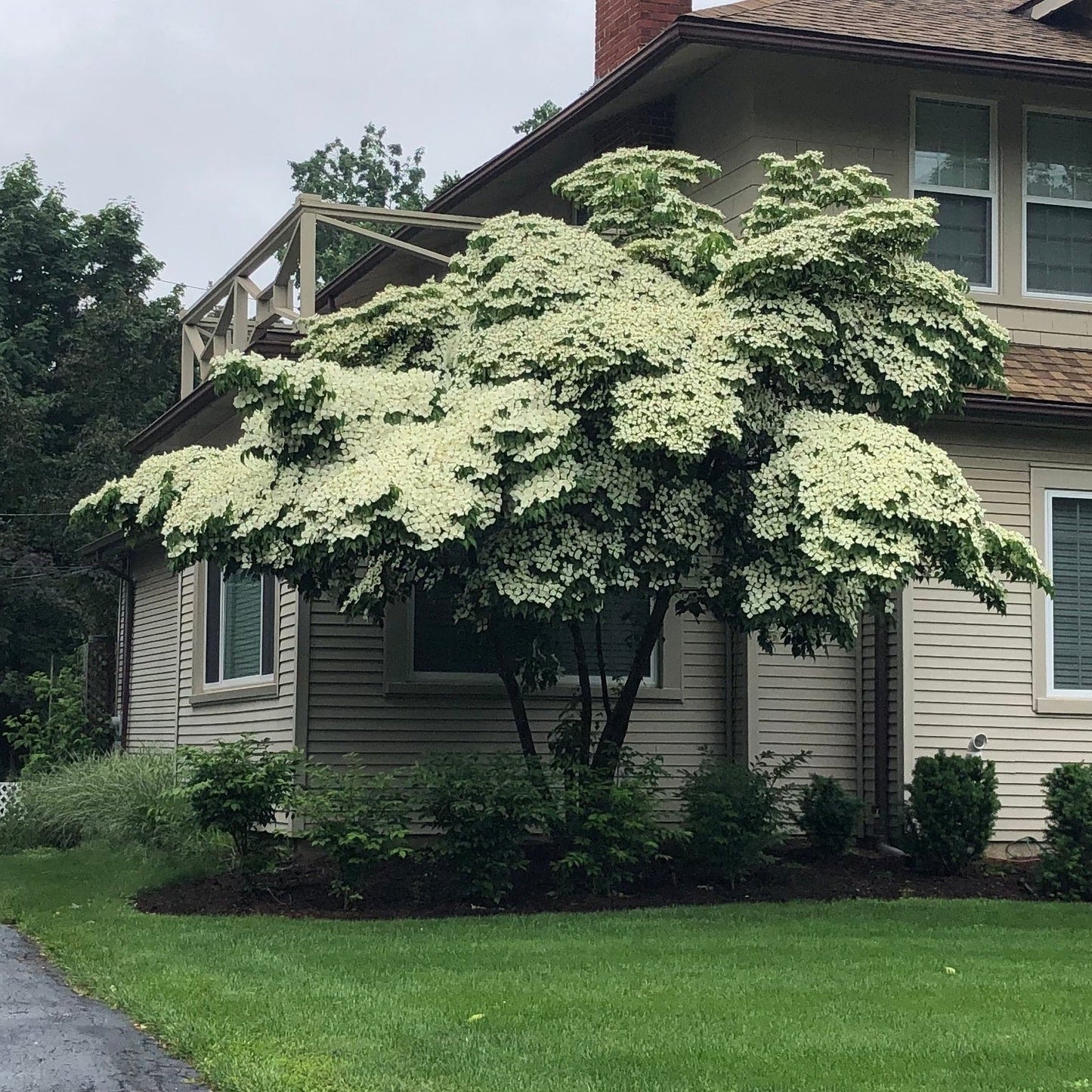 Japanese Kouza Dogwood Tree Seeds