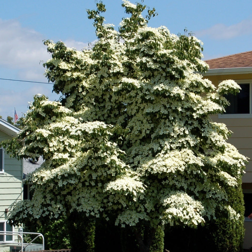 Japanese Kouza Dogwood Tree Seeds
