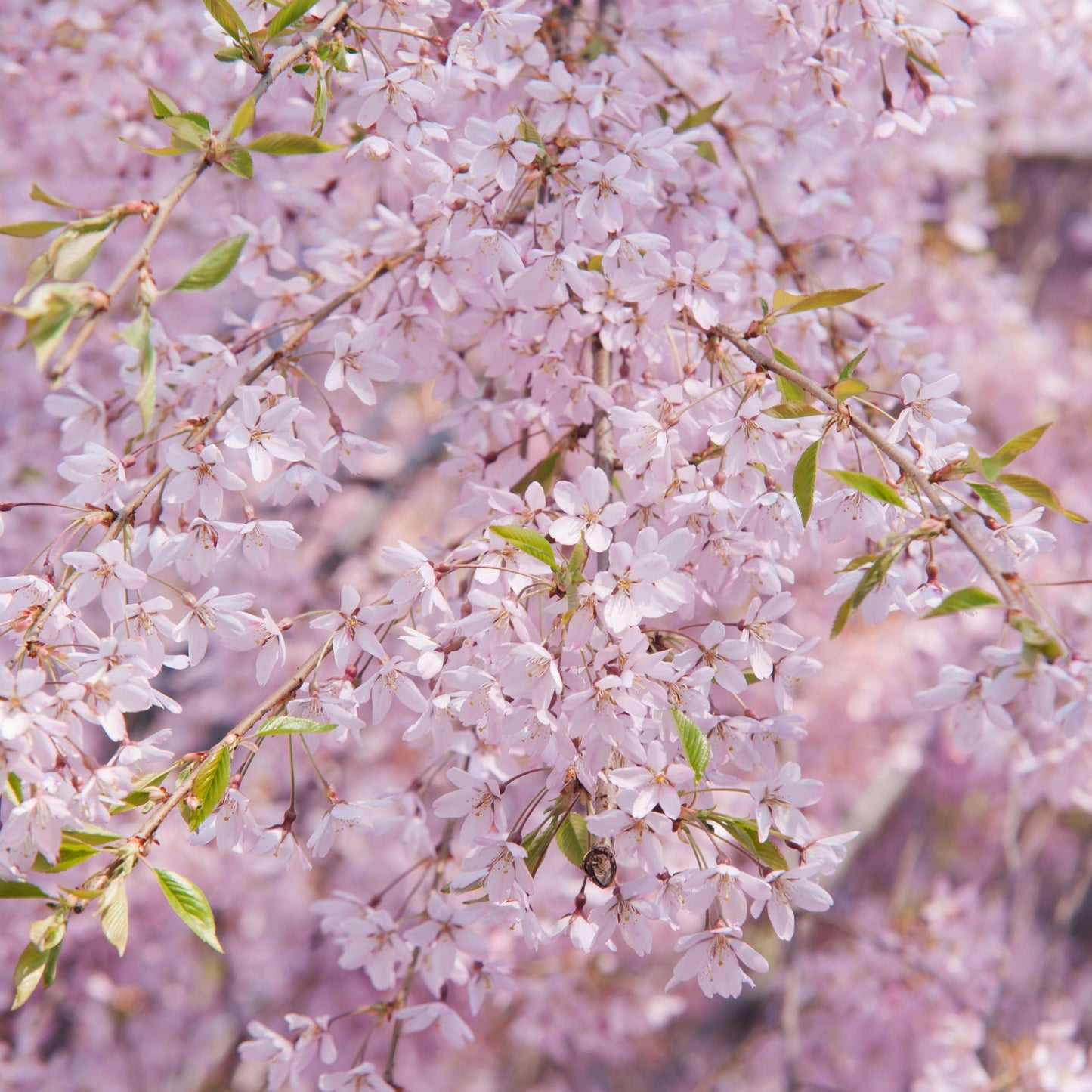 Japanese Higan Flowering Cherry Tree Seeds
