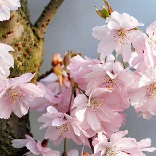 Japanese Higan Flowering Cherry Tree Seeds