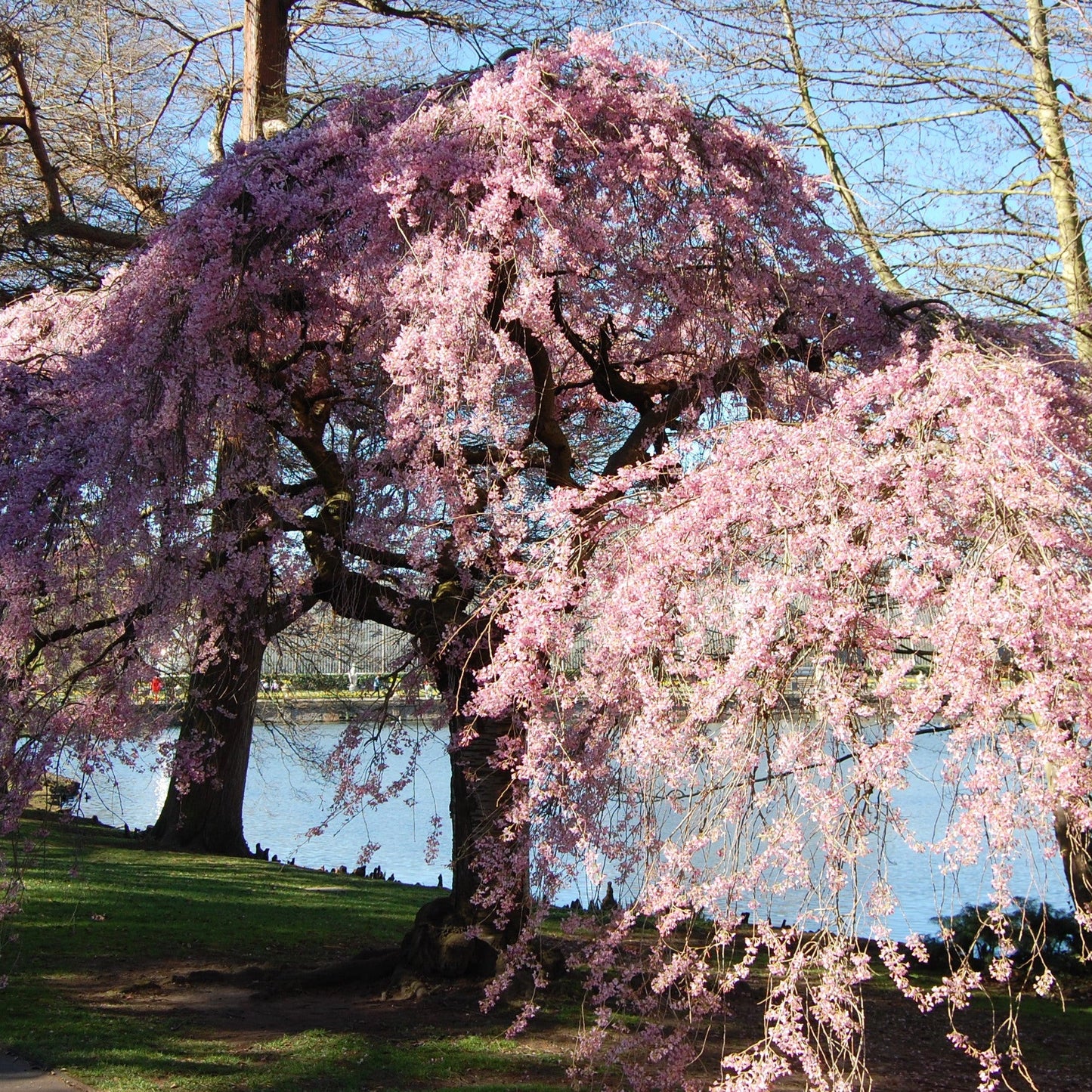 Japanese Higan Flowering Cherry Tree Seeds