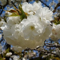 Japanese Flowering Cherry Tree Seeds