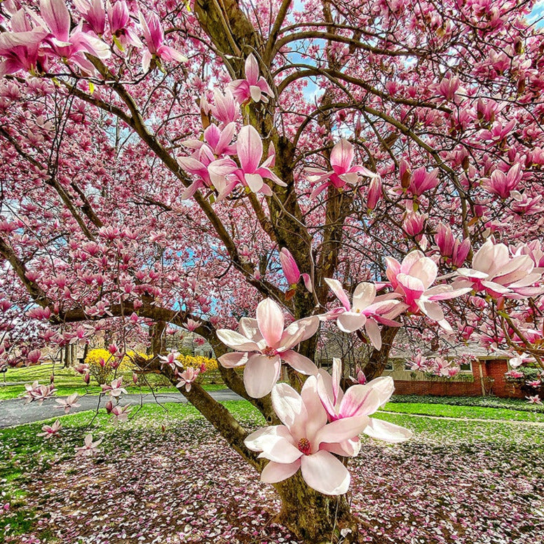 Saucer Magnolia Tree Seeds