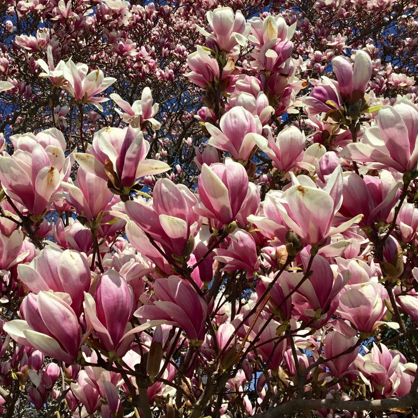 Saucer Magnolia Tree Seeds