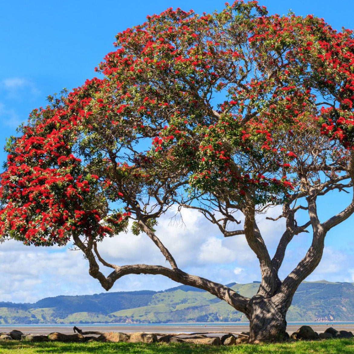 Pohutukawa Red Christmas Tree Seeds