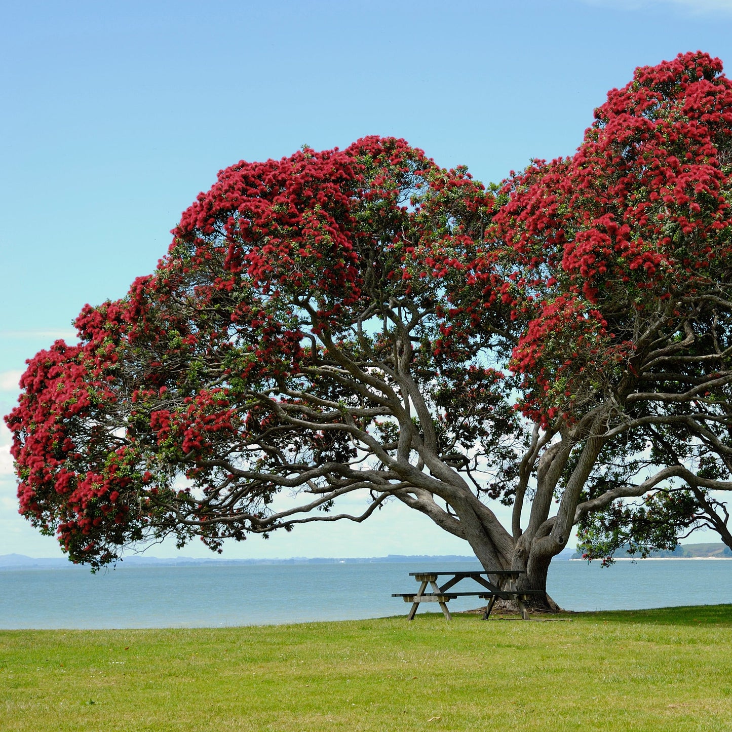 Pohutukawa Red Christmas Tree Seeds