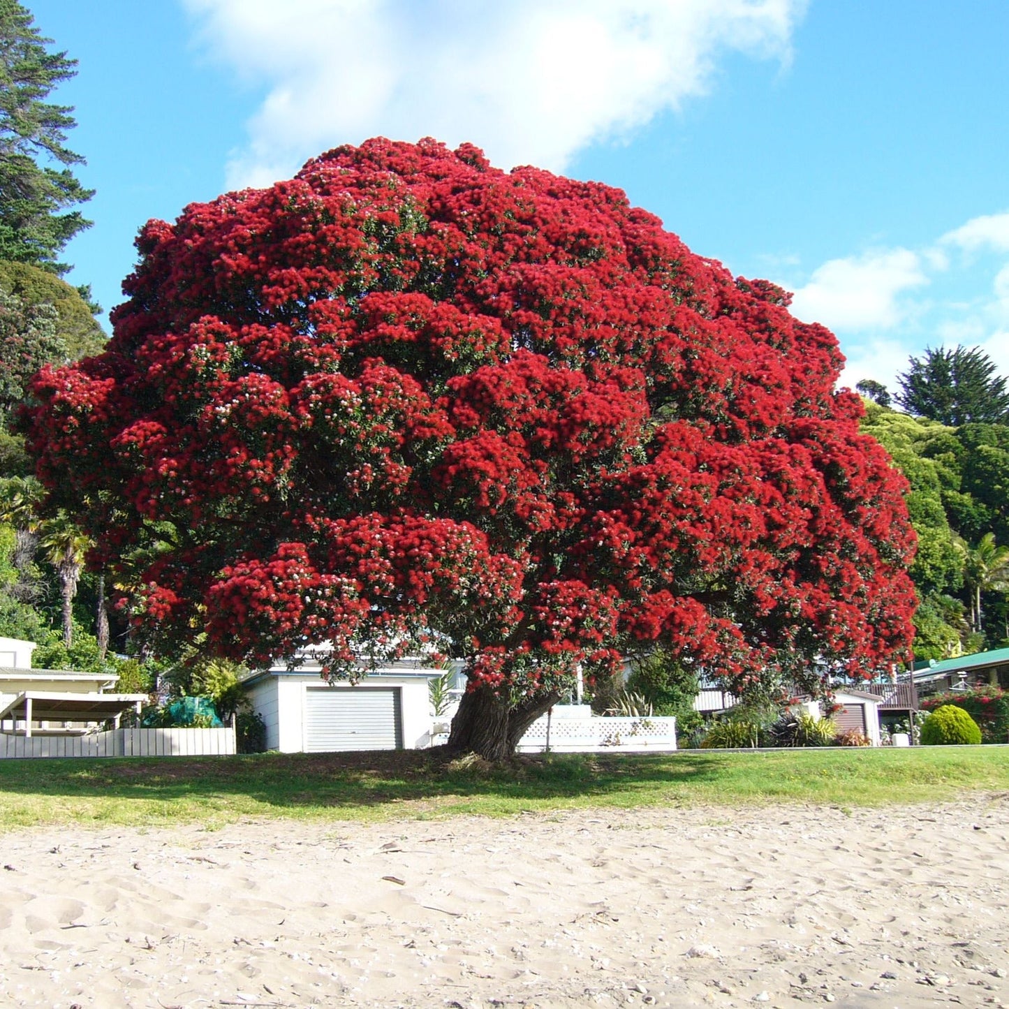 Pohutukawa Red Christmas Tree Seeds