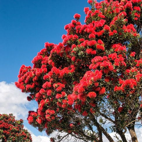 Pohutukawa Red Christmas Tree Seeds