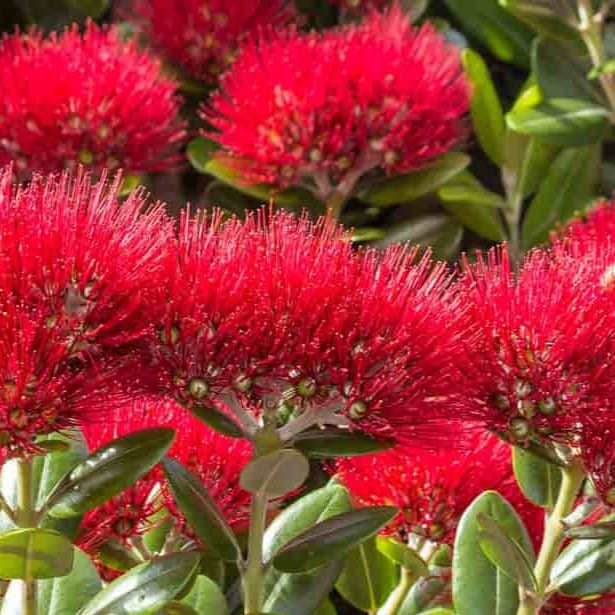 Pohutukawa Red Christmas Tree Seeds