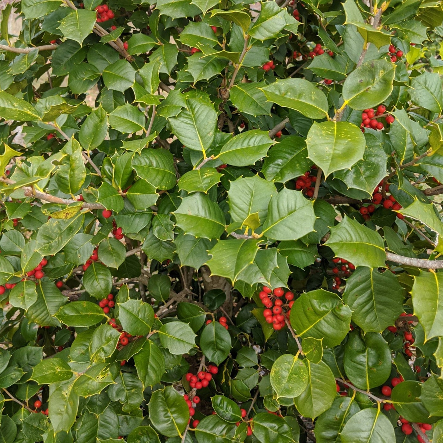 American Holly Tree Seeds