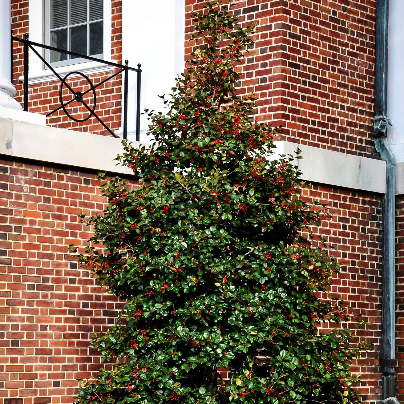 American Holly Tree Seeds