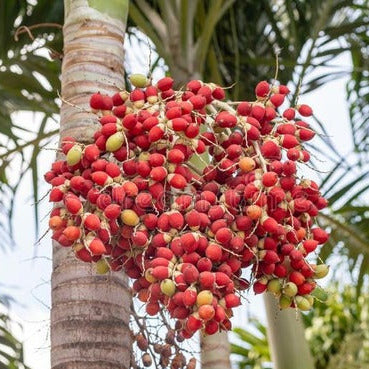 Christmas Palm Tree Seeds