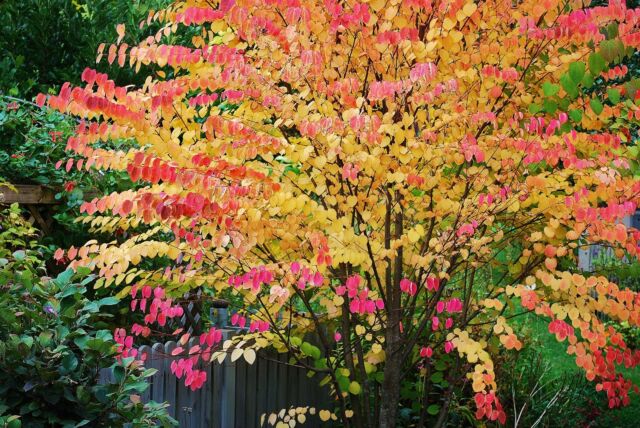 Japanese Katsura Tree Seeds