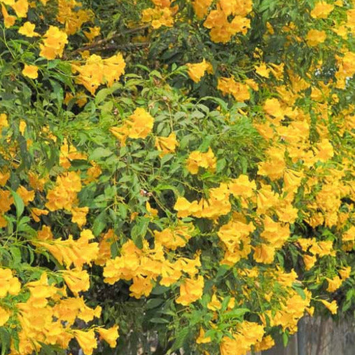 Yellow Elder Trumpet Bush Seeds
