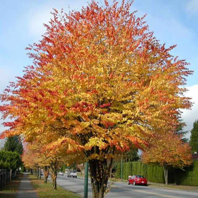 Japanese Katsura Tree Seeds