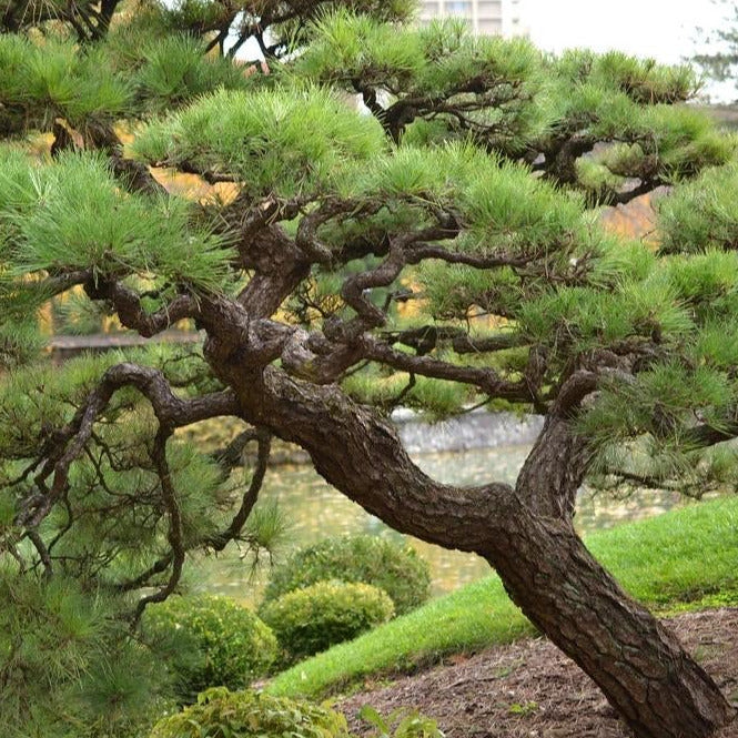 Japanese Black Pine Tree Seeds