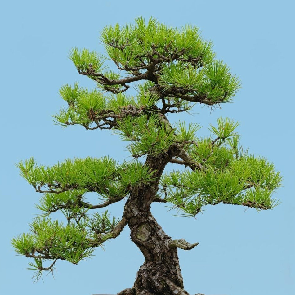 Japanese Black Pine Tree Seeds