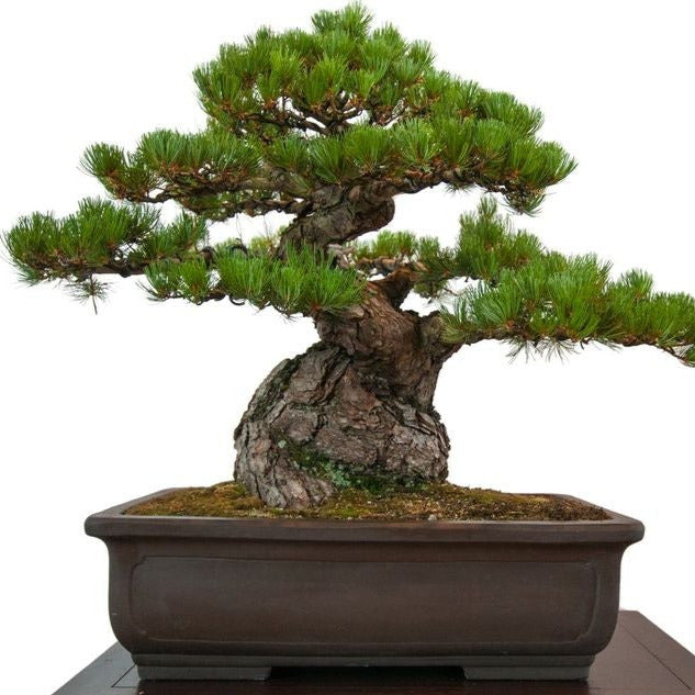 Japanese Black Pine Tree Seeds