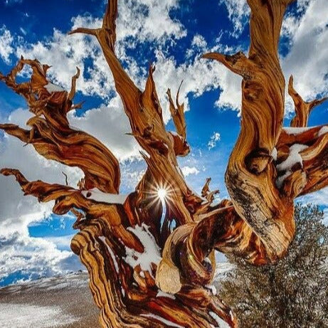 Bristlecone Pine Tree Seeds