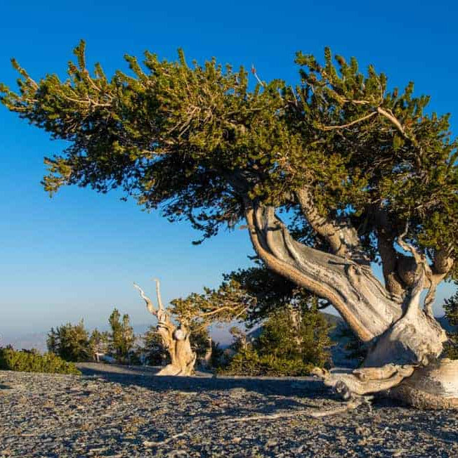Bristlecone Pine Tree Seeds