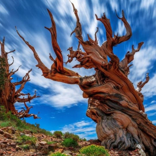 Bristlecone Pine Tree Seeds